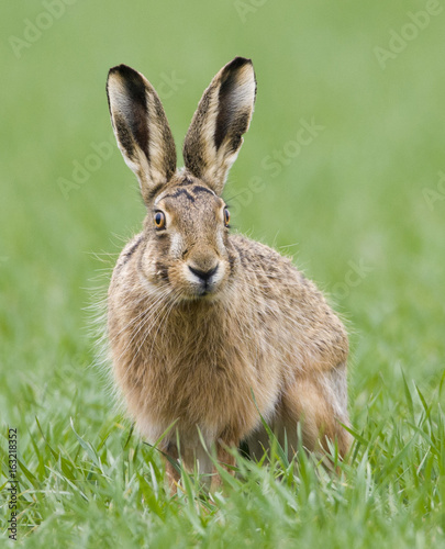 Brown Hares (lepus europaeus)
