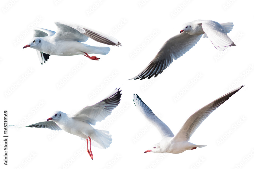 Obraz premium Seagulls flying style Isolated on white background,clipping path.