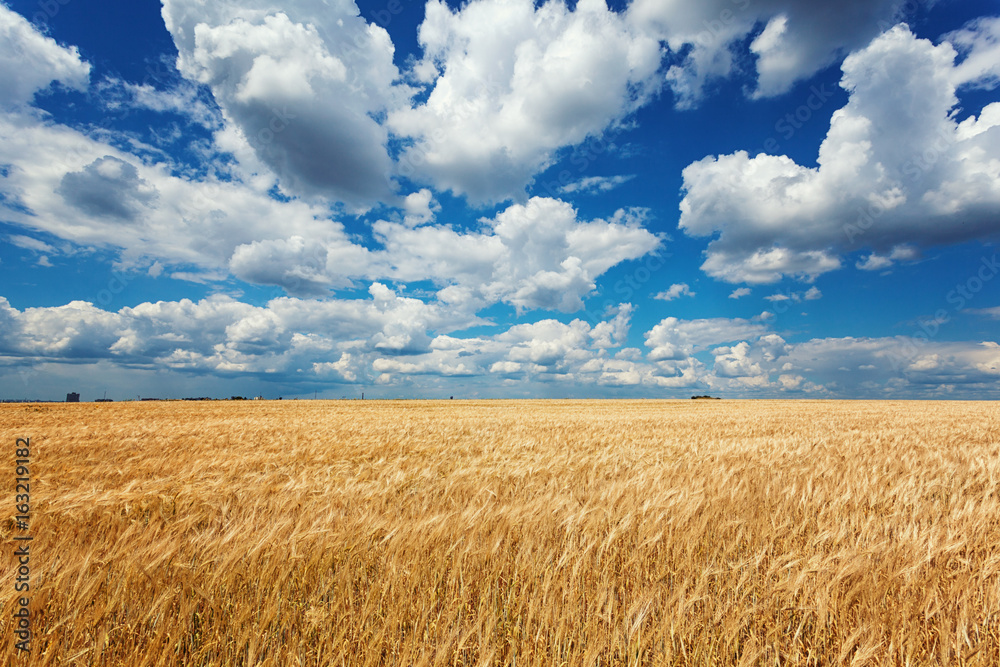 Summer Landscape with Wheat Field and Clouds