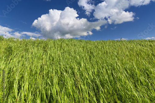 Blue sky with clouds over green meadow