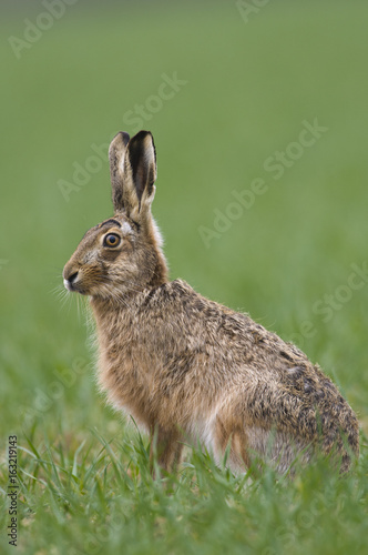 Brown Hares (lepus europaeus)