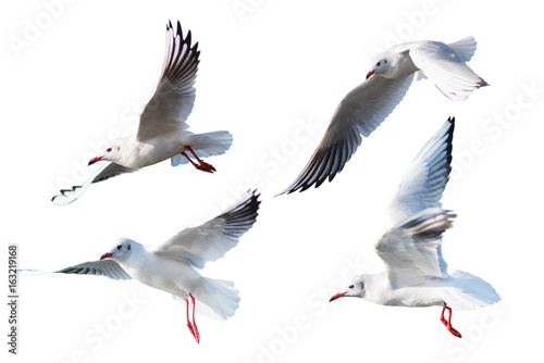 Seagulls flying style Isolated on white background,clipping path. © satit