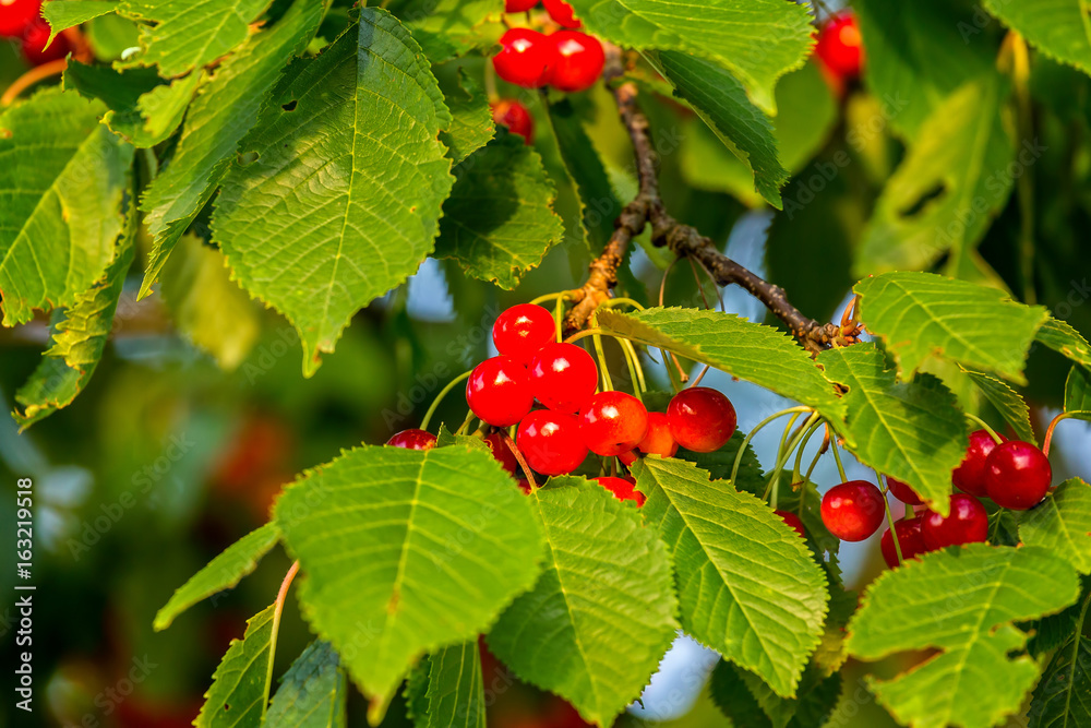 Red cherries in a tree