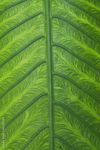 Tropical green leaf background