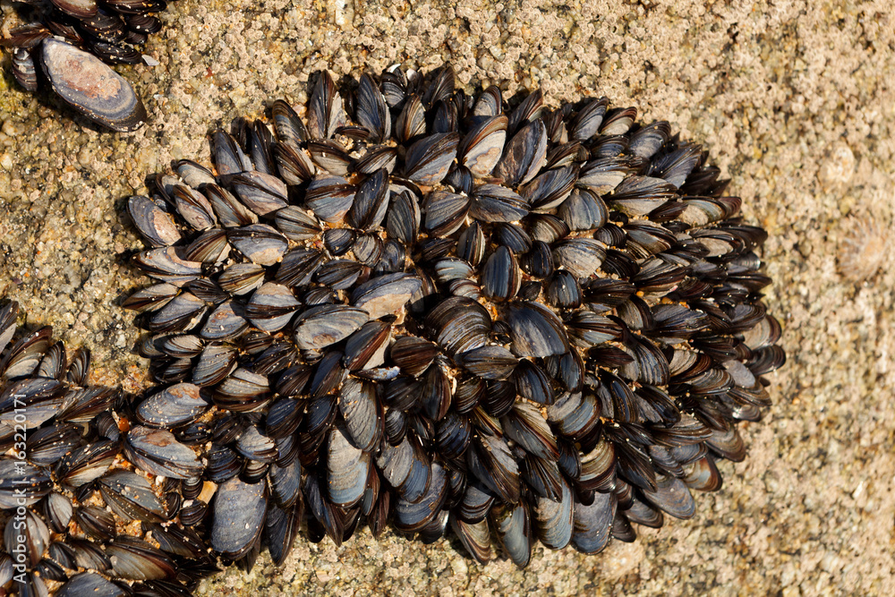 Fotografie Wild mussels on the beach