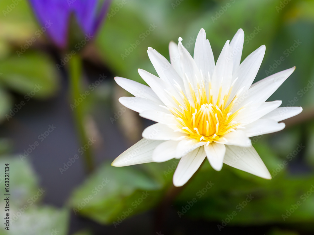 Selective focus lotus flower with bee in a pond Selective focus lotus flower with bee in a pond
