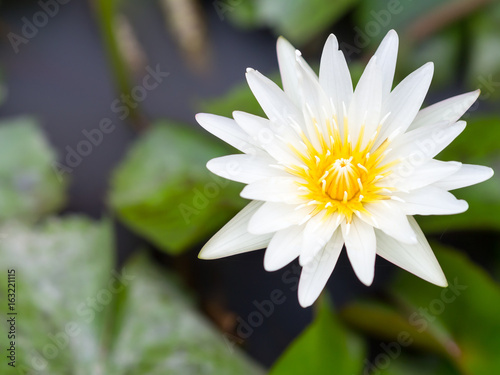 Selective focus lotus flower with bee in a pond