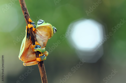 flying frog, frogs, tree frog,