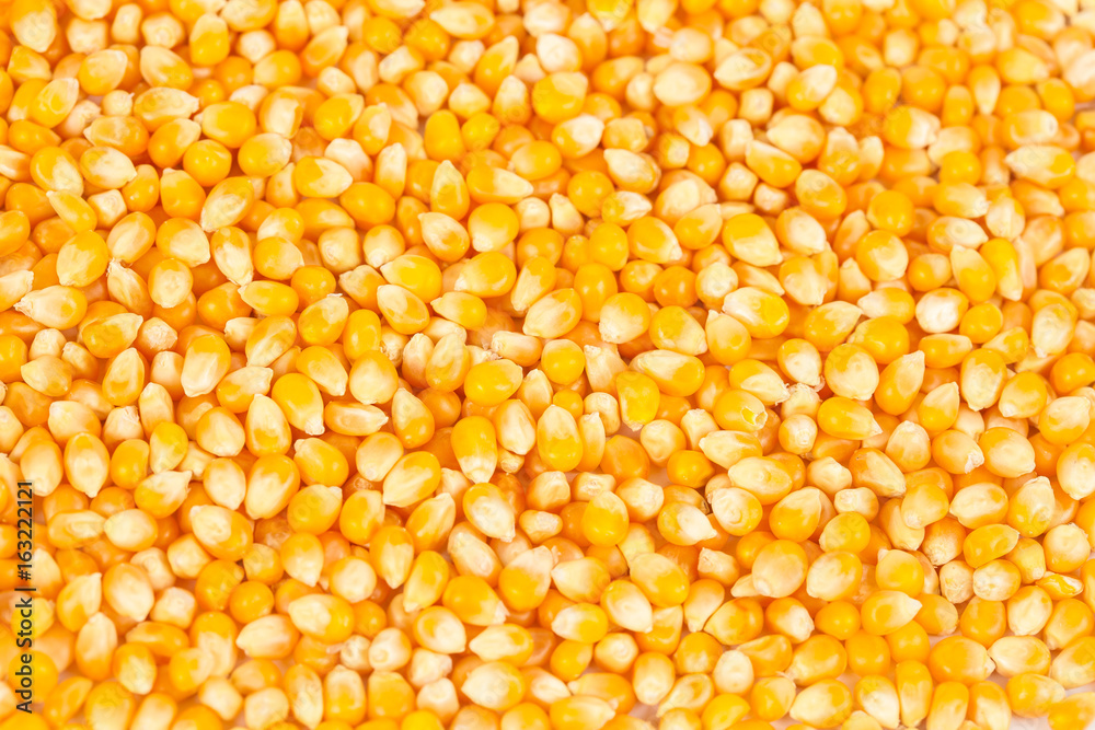 close up Organic corn seed on background