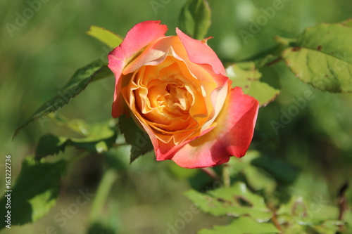 Red and orange rose flower