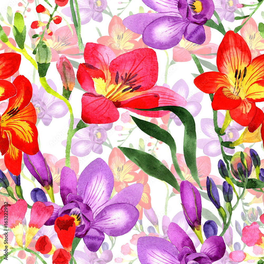 Wildflower fresia flower pattern in a watercolor style. Full name of the plant: fresia. Aquarelle wild flower for background, texture, wrapper pattern, frame or border. Wildflower fresia flower pattern in a watercolor style. Full name of the plant: fresia. Aquarelle wild flower for background, texture, wrapper pattern, frame or border.