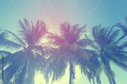Tropical palm tree silhouette against sky © ink drop