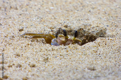 Little crab trying to hide