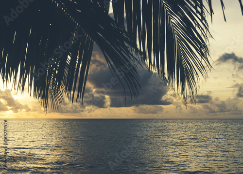 Palm tree silhouette over tropical ocean at sunset