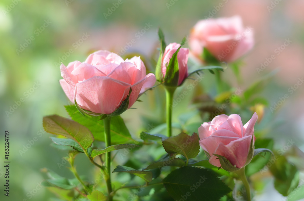 Розовые розы.