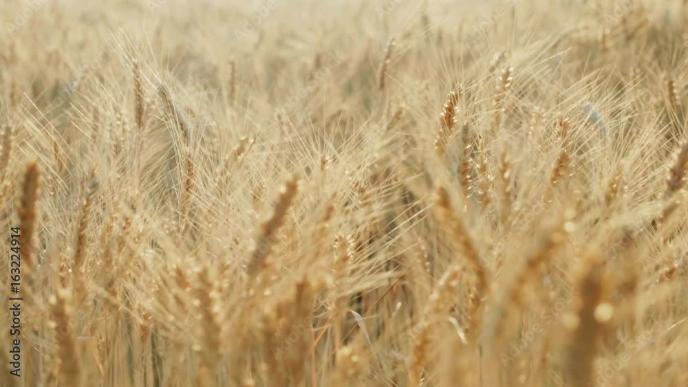 The field ready to harvest wheat. At sunset, beautiful highlights from the backlight in the frame The field ready to harvest wheat. At sunset, beautiful highlights from the backlight in the frame