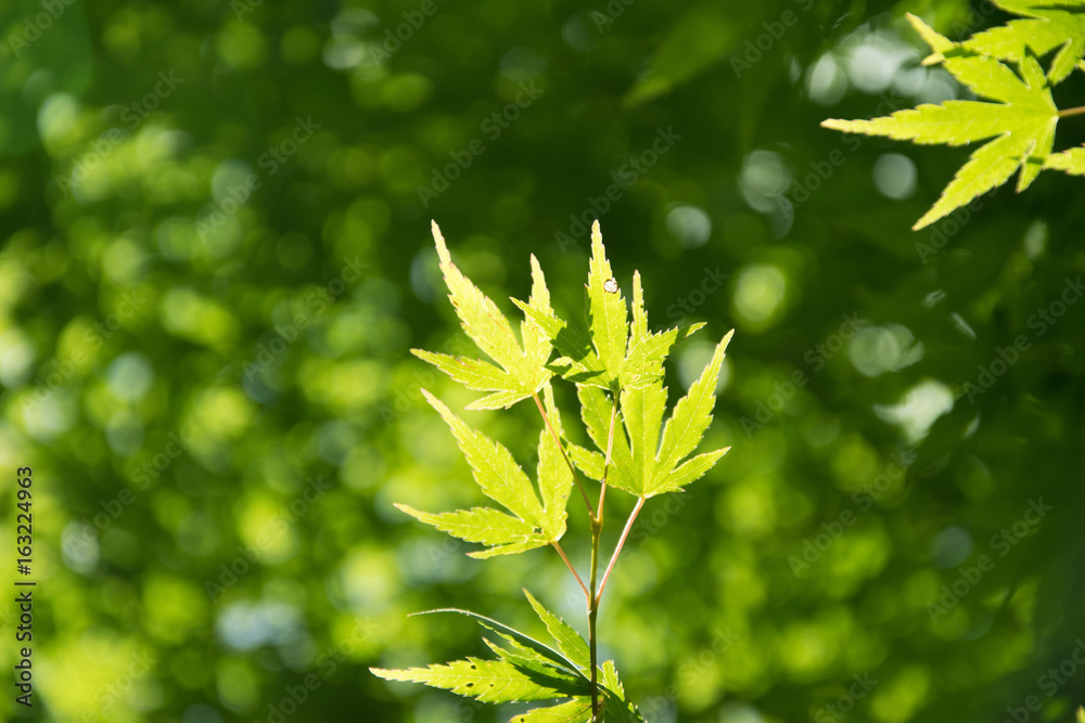 Summer Maple Leaves. Green leaves against a bright blue sky.