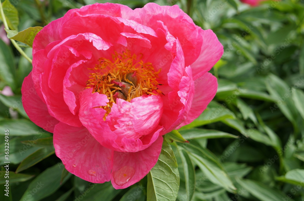 Bright pink blooming peony with tender petals and yellow center Bright pink blooming peony with tender petals and yellow center