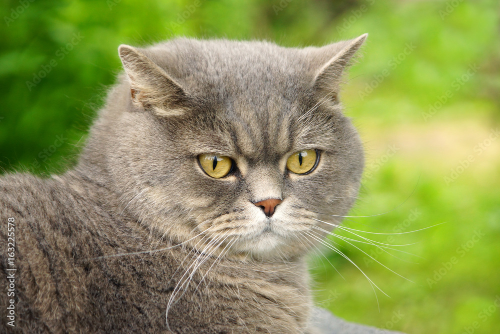 Gray cat of British breed in the garden Gray cat of British breed in the garden