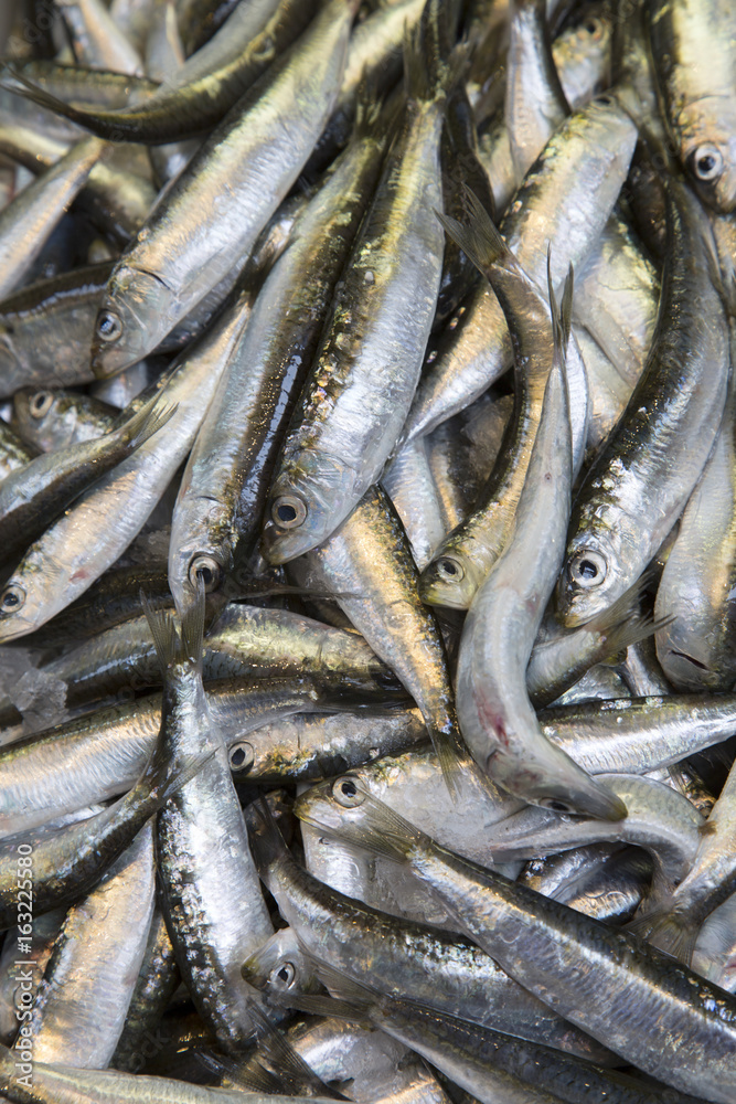 Closeup of Fish for Sale on Market Stall, Bologna