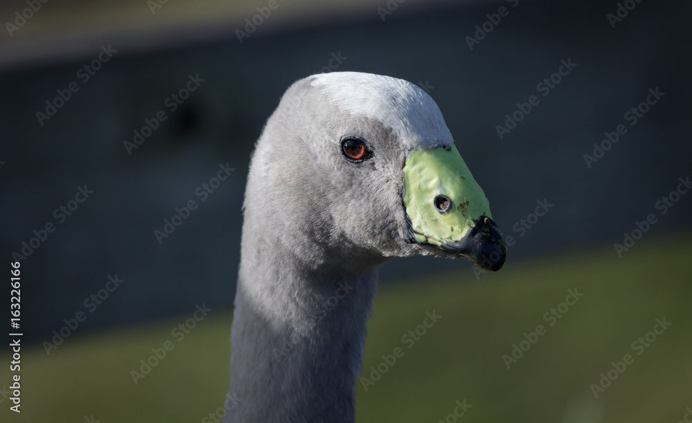 Close up portrait of a wild goose