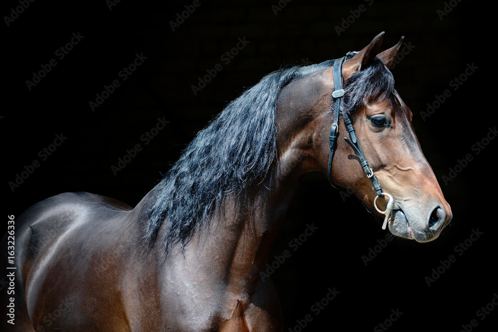 Portrait of a powerful bay stallion on black background.