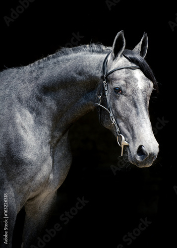 Obraz na płótnie Portrait of a powerful gray stallion on black background w salonie
