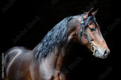 Obraz na płótnie Portrait of a powerful bay stallion on black background. w salonie