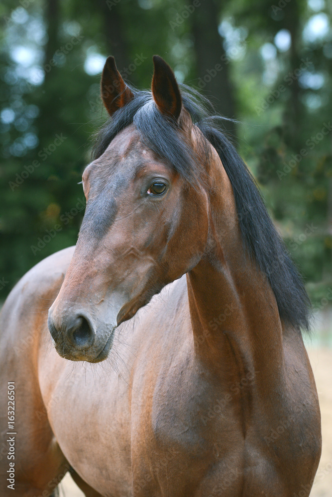 Portrait of the bay horse in summer