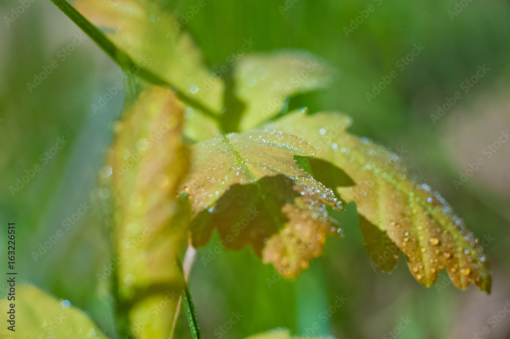 Beautiful oak leaves close-up. Yellow, red and green oak leaves with droplets of water. Isolated oak leaves with place for text Beautiful oak leaves close-up. Yellow, red and green oak leaves with droplets of water. Isolated oak leaves with place for text