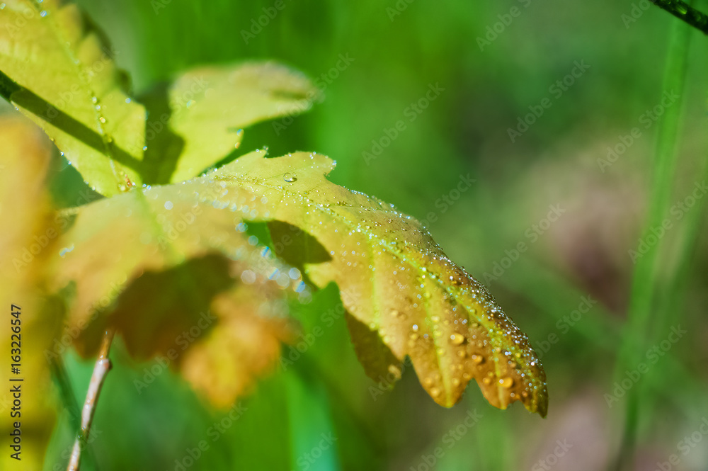 Beautiful oak leaves close-up. Yellow, red and green oak leaves with droplets of water. Isolated oak leaves with place for text Beautiful oak leaves close-up. Yellow, red and green oak leaves with droplets of water. Isolated oak leaves with place for text