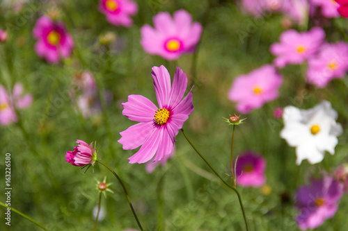 cosmos flower