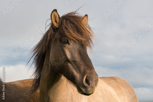 Fototapeta Naklejka Na Ścianę i Meble -  Horse