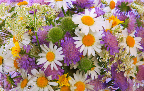 Fototapeta Naklejka Na Ścianę i Meble -  Chamomiles and field scabious flowers background.