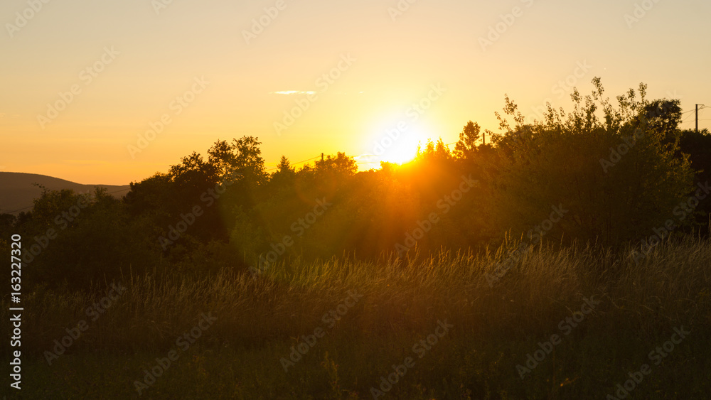 scenic sunshine through trees in nature. summer sunset in nature