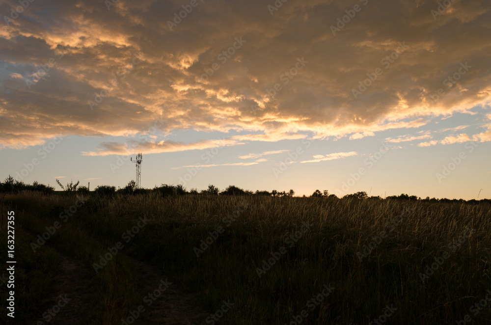 sunset silhouette in nature. summer sunset on hill silhouette of tree sunset silhouette in nature. summer sunset on hill silhouette of tree