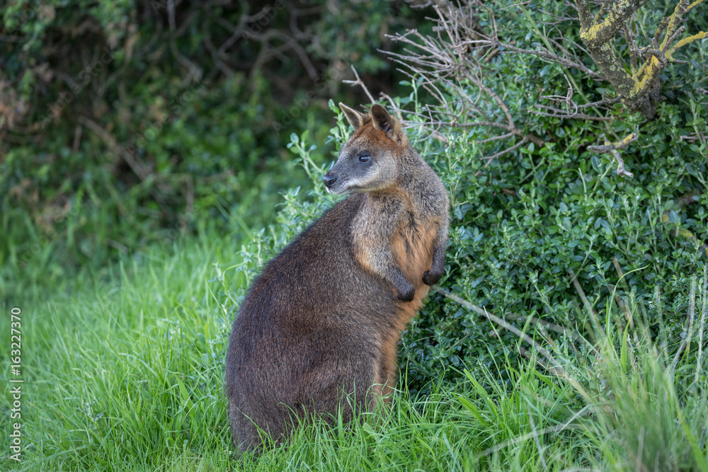 Wallaby in the grass next to bushes looking left Wallaby in the grass next to bushes looking left