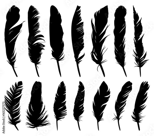 Feathers of birds.
