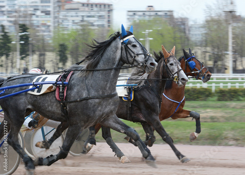 Harness horse racing. Horses trotter breed on speed on racetrack
