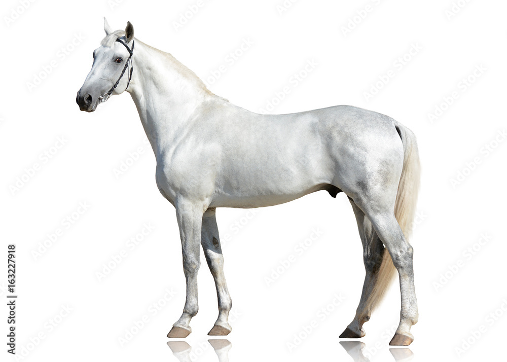 Fototapeta premium Szary piękny koń Orlov trotter trwanie pozycja odizolowywająca na białym tle. widok z boku