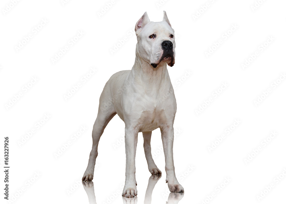 White Dogo Argentino standing isolated on white background. front view  Stock Photo | Adobe Stock