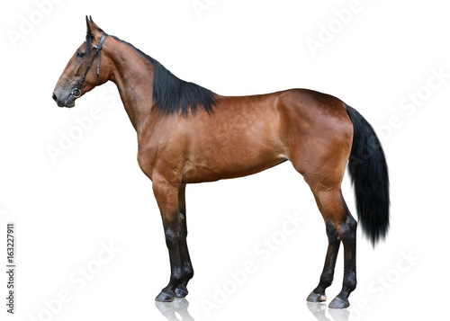 The brown sport horse standing isolated on white background. side view