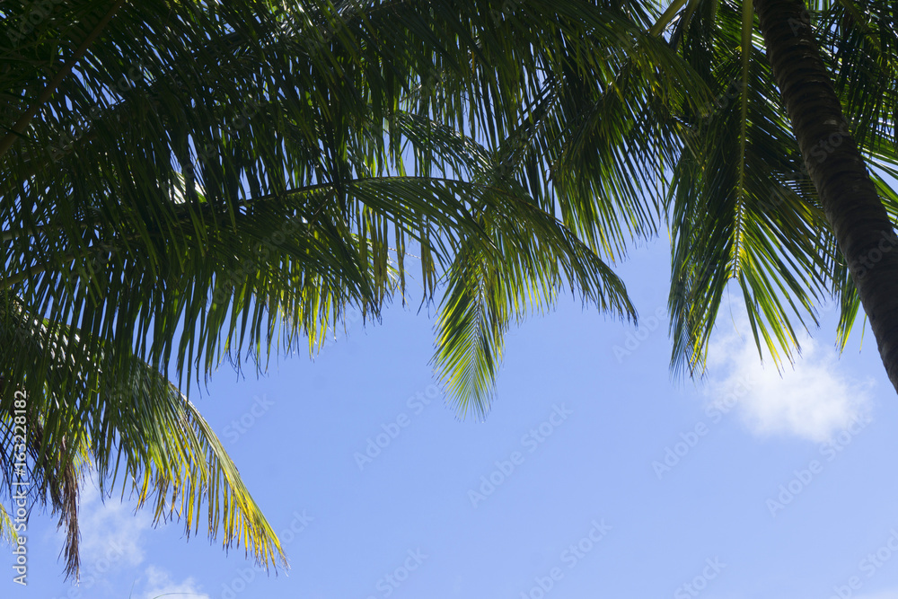 Naklejka premium Exotic summer tropical palm tree background