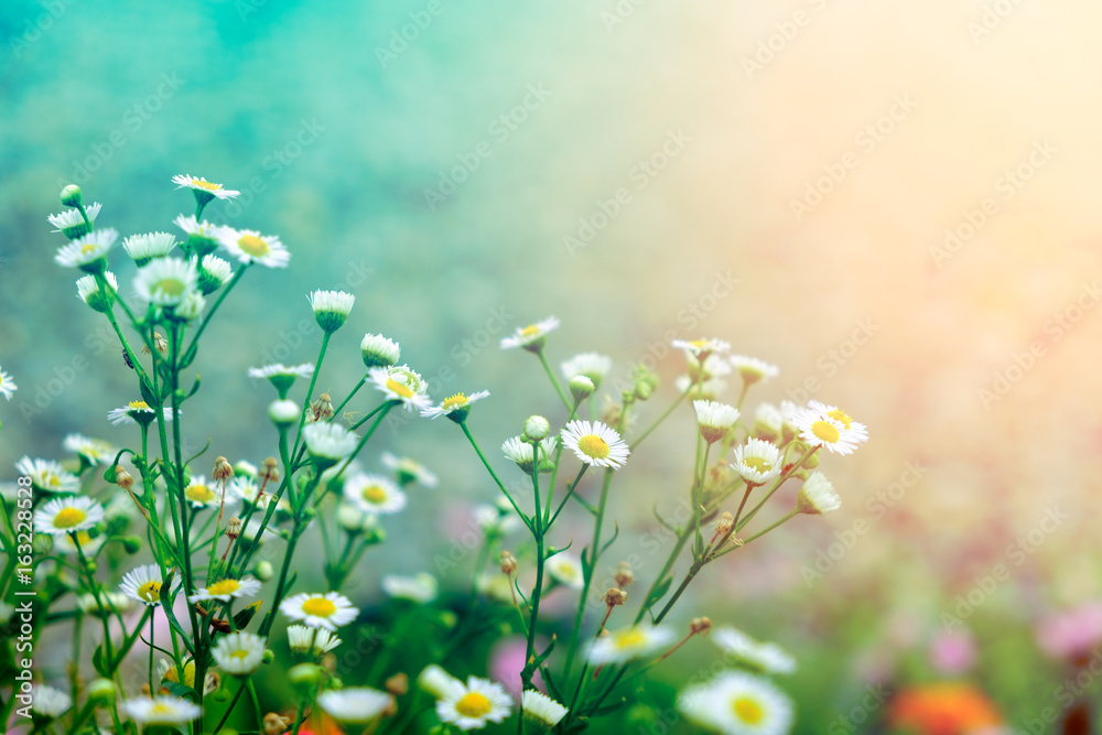 beautiful colorful flower in pastel vitage and retro style with blur  background for backdrop background desktop wallpaper use Stock Photo |  Adobe Stock