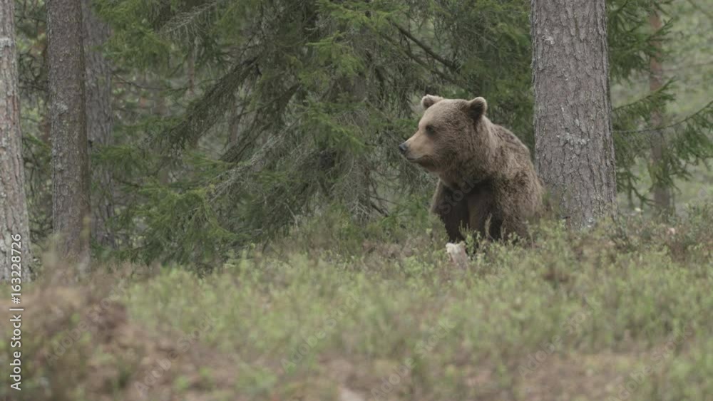 wild european brown bear wild european brown bear