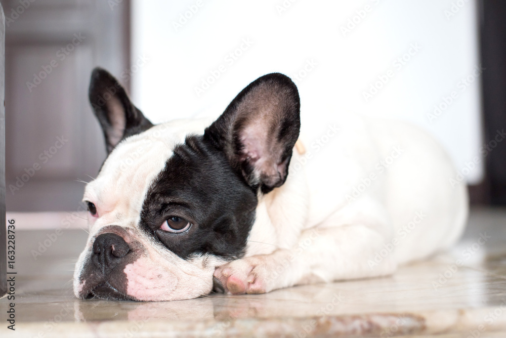French bulldog lying on the floor in house.