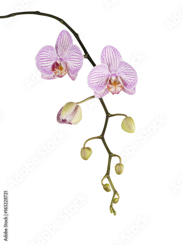 Fototapeta Naklejka Na Ścianę i Meble -  Pink orchid isolated on white background