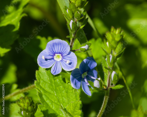 Blue flower Germander speedwell or Veronica chamaedrys on stem macro, selective focus, shallow DOF photo