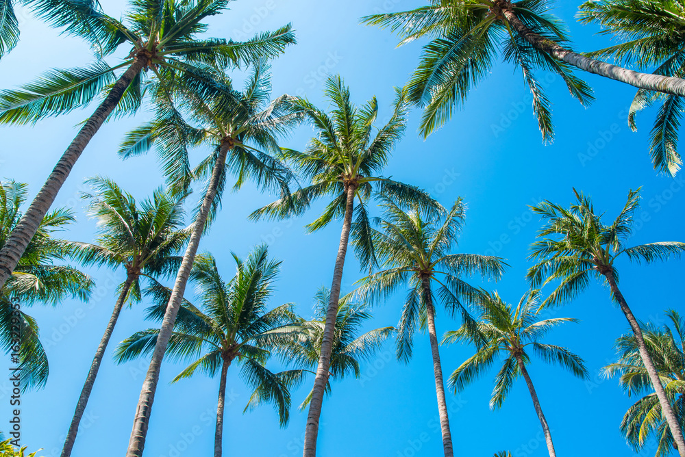 Grove of coconut trees and blue sky on a sunny day.