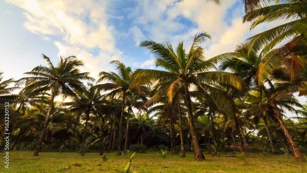 Beautiful Full HD timelapse of palm trees waving in the wind at the coast in Madagascar on a stormy afternoon Beautiful Full HD timelapse of palm trees waving in the wind at the coast in Madagascar on a stormy afternoon